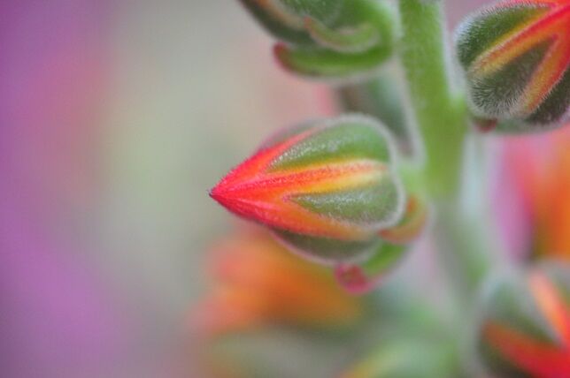 暑さ寒さに強い キンコウセイ 花いろいろ