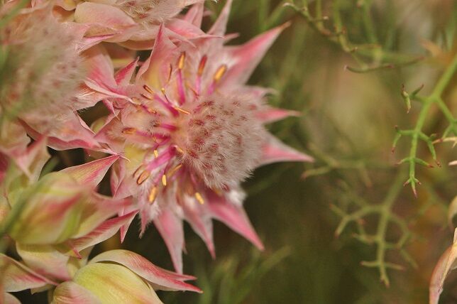 繊細な雰囲気の セルリア 花いろいろ 繊細な雰囲気の セルリア 花いろいろ