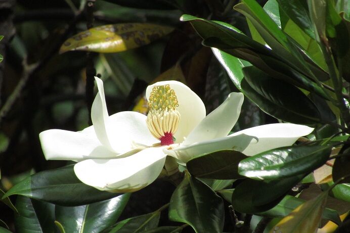 日本で最も大きな花 タイサンボク 花いろいろ 日本で最も大きな花 タイサンボク 花いろいろ