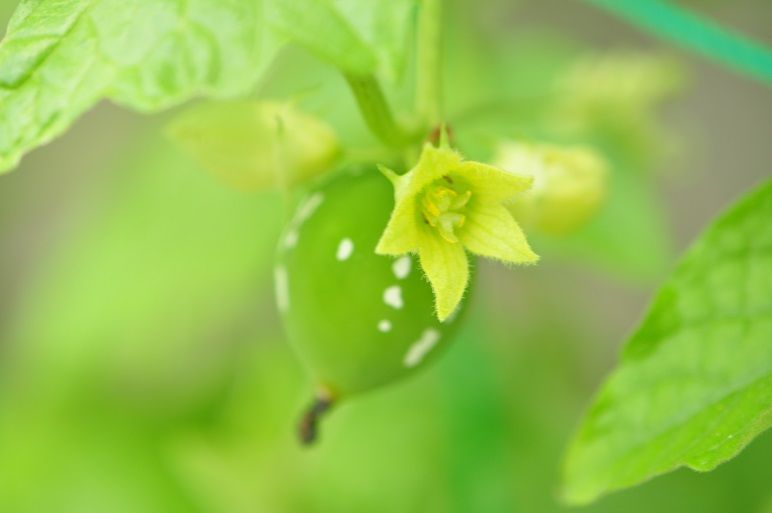 グリーンカーテンに最適な オキナワスズメウリ 花いろいろ グリーンカーテンに最適な オキナワスズメウリ 花いろいろ