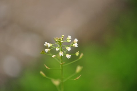 薬効に優れた薬草 ナズナ 花いろいろ