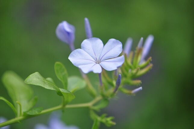 美しい瑠璃色の ルリマツリ 花いろいろ