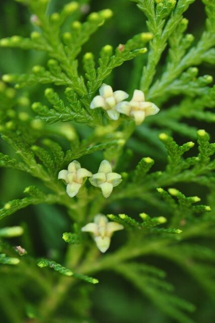 花も果実もユニークな コノテガシワ 花いろいろ 花も果実もユニークな コノテガシワ 花いろいろ
