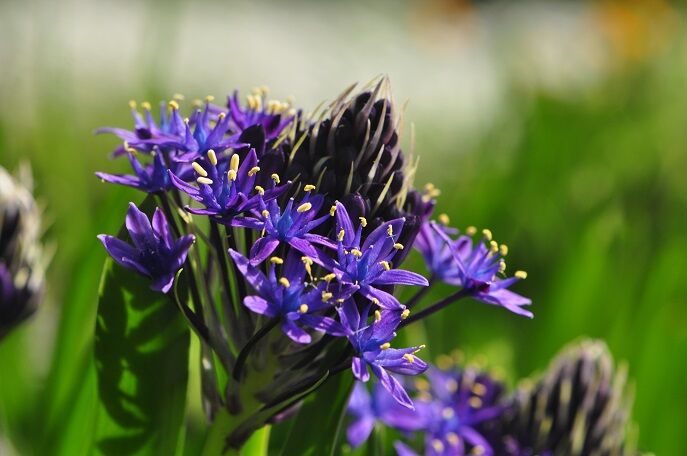 青紫色が綺麗な シラー 花いろいろ