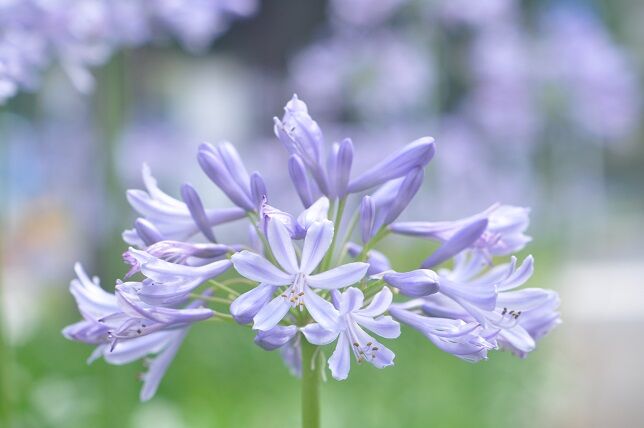 多肉質の太い根茎を持つ アガパンサス 花いろいろ