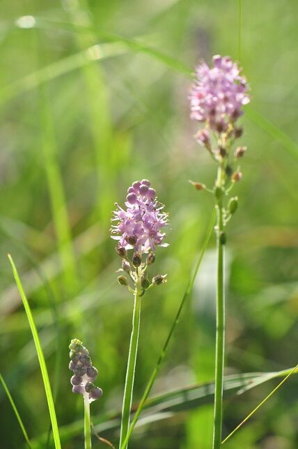 可愛らしい穂状の花 ツルボ 花いろいろ 可愛らしい穂状の花 ツルボ 花いろいろ