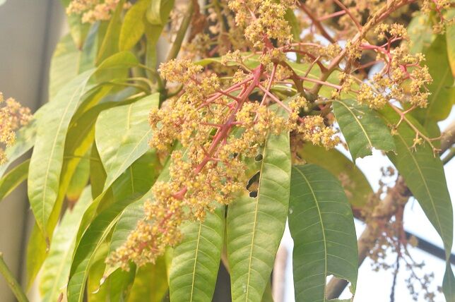 甘くジューシーな マンゴー 花いろいろ