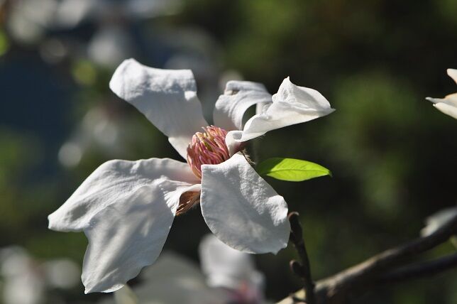 花の付け根に一枚の葉を付ける コブシ 花いろいろ