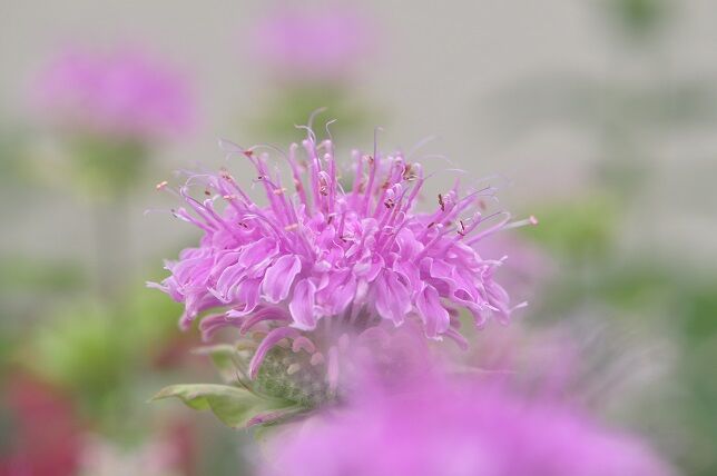 暑さ寒さに強い モナルダ 花いろいろ