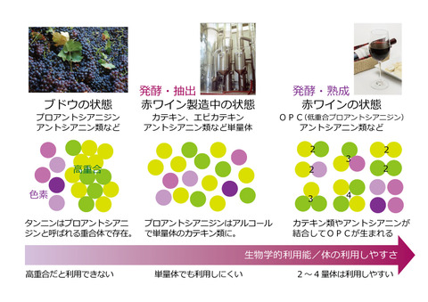 発酵ポリフェノールOPC