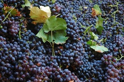 Vendanges 2011 - 7