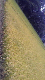NEC_0473