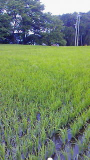 NEC_0452