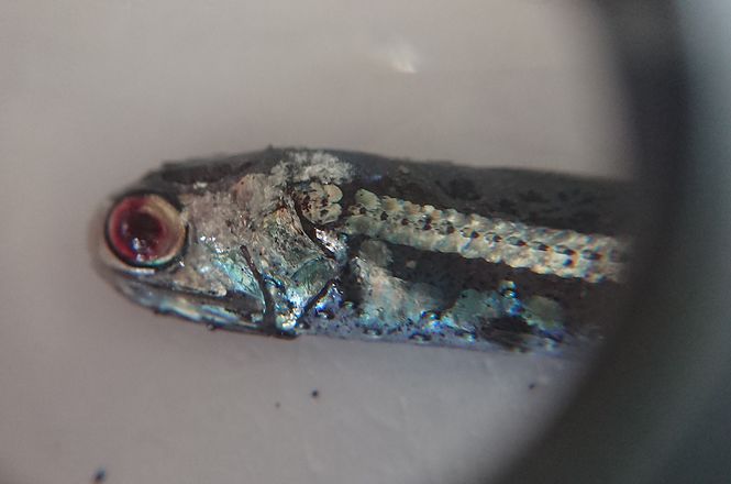 ハマ歩き 2018/02/24(その2) : うたかた雑記帳