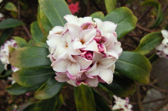 庭の花3月 花木編 うたかた雑記帳 庭の花3月 花木編 うたかた雑記帳