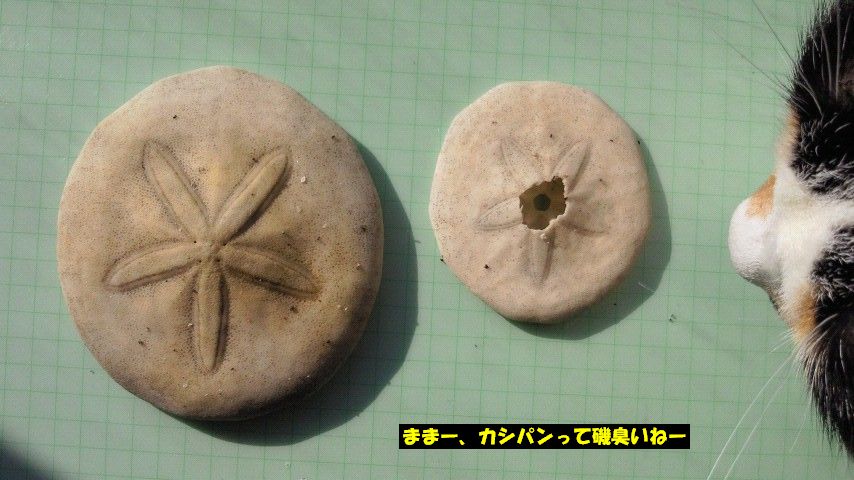 採集物整理 うたかた雑記帳 採集物整理 うたかた雑記帳