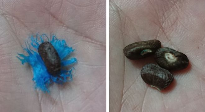 タビビトノキの種蒔き : うたかた雑記帳