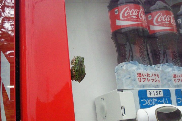 夏のいきもの まとめ うたかた雑記帳