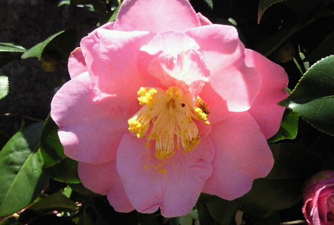 花木あれこれ うたかた雑記帳