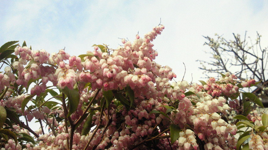 庭の花3月 花木編 うたかた雑記帳