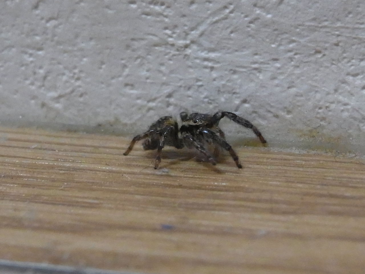 ハエトリとカツオ 蟲部屋 ハエトリとカツオ 蟲部屋