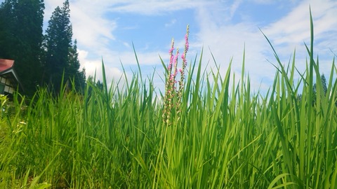 22年07月 ながのもこみち