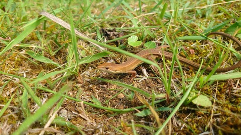 22年07月 ながのもこみち