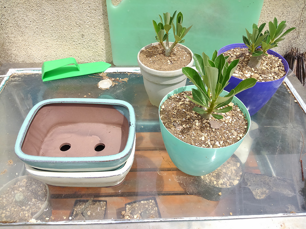アデニウムの植え替え 人生方向音痴 しょの3