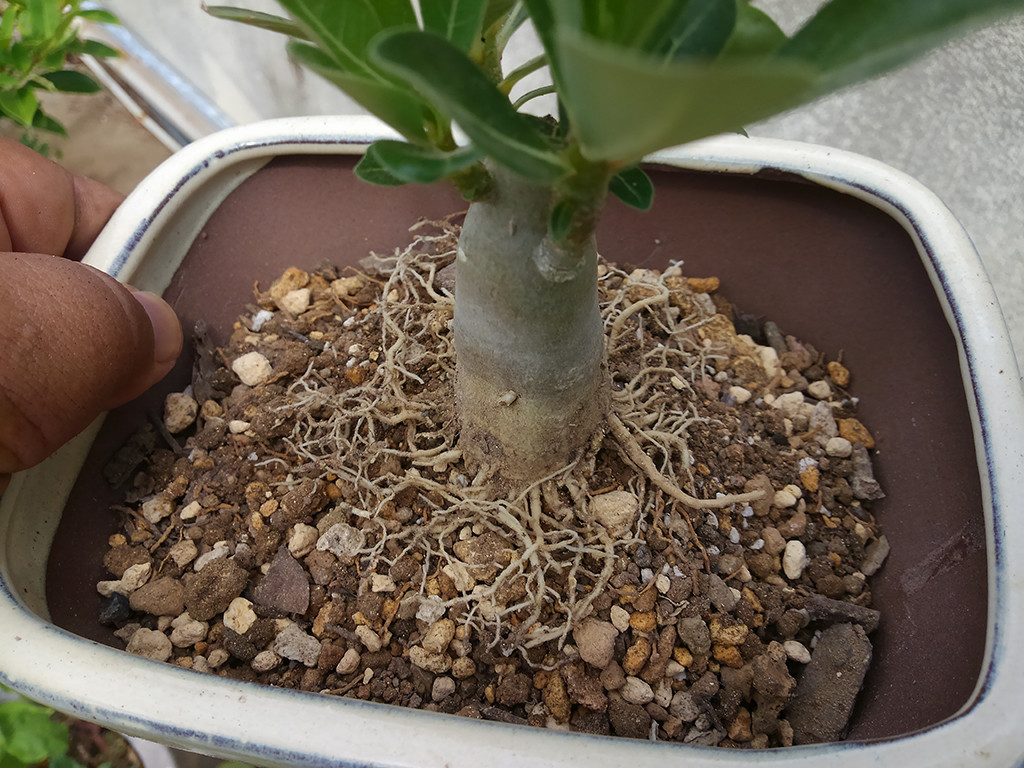 アデニウムの植え替え 人生方向音痴 しょの3 アデニウムの植え替え 人生方向音痴 しょの3