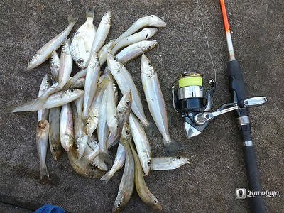 沖縄 キス釣り 久しぶりの好釣果 人生方向音痴 しょの3 沖縄 キス釣り 久しぶりの好釣果 人生方向音痴 しょの3