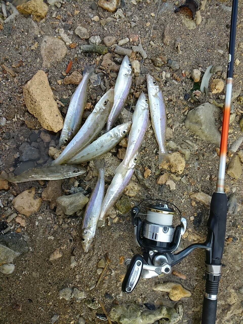 沖縄 キス釣り 小さな河口ポイントで釣れた 人生方向音痴 しょの3