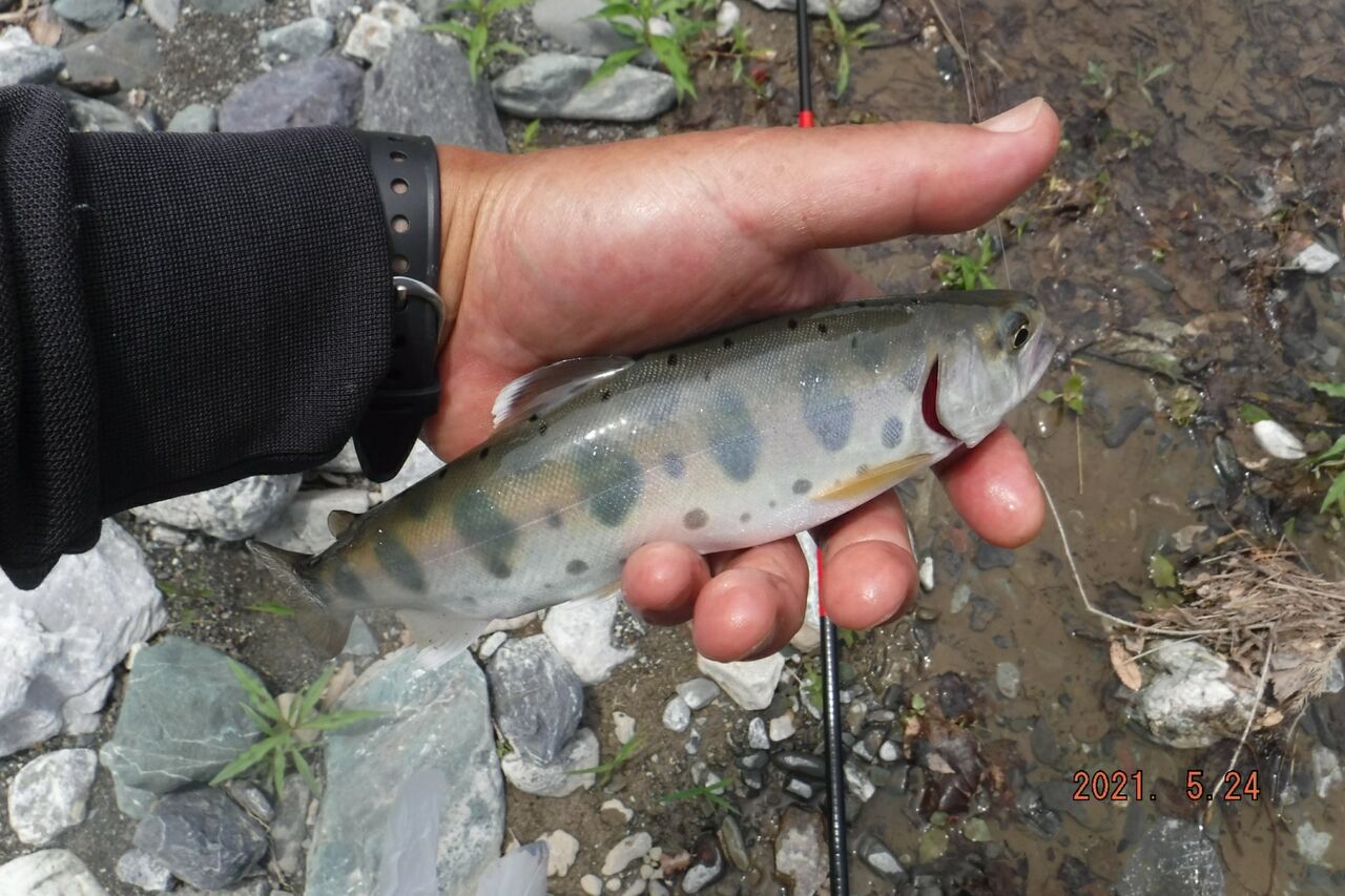 ヤマメ釣り納竿 鮎 上州くるぶしチャラ瀬隊