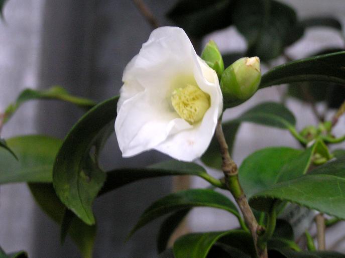 冬の花便り 椿シリーズ ワビスケ 四季の花図鑑
