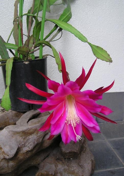直売最安 幻の花 孔雀サボテン みなとまつり開花 www.unamec.com.br