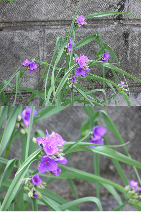 初夏の訪れ 紫の花特集 四季の花図鑑