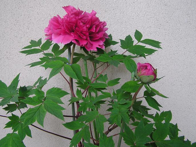 絵手紙シリーズ ボタン 牡丹 四季の花図鑑