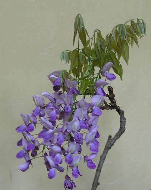 絵手紙シリーズ フジ 藤 四季の花図鑑