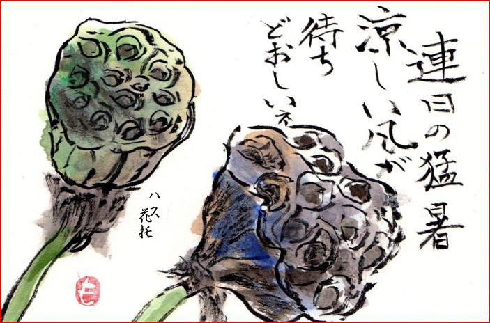 絵手紙シリーズ 大賀ハスの花托 四季の花図鑑