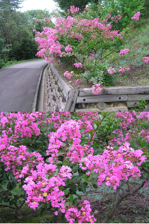 夏の花 サルスベリほか 四季の花図鑑