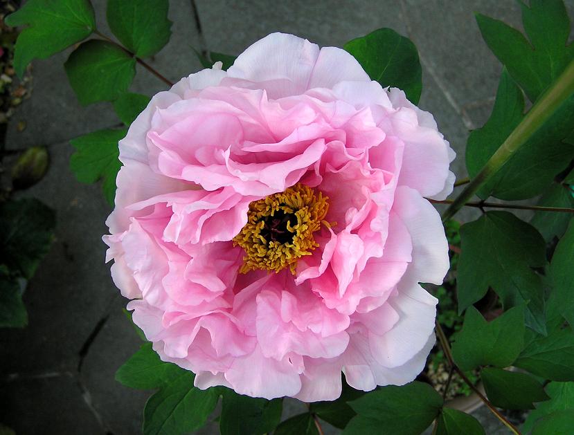 ⑮水墨画シリーズ ボタン(牡丹) : 四季の花図鑑 ⑮水墨画シリーズ ボタン(牡丹) : 四季の花図鑑