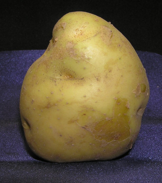 絵手紙シリーズ ジャガイモ 四季の花図鑑