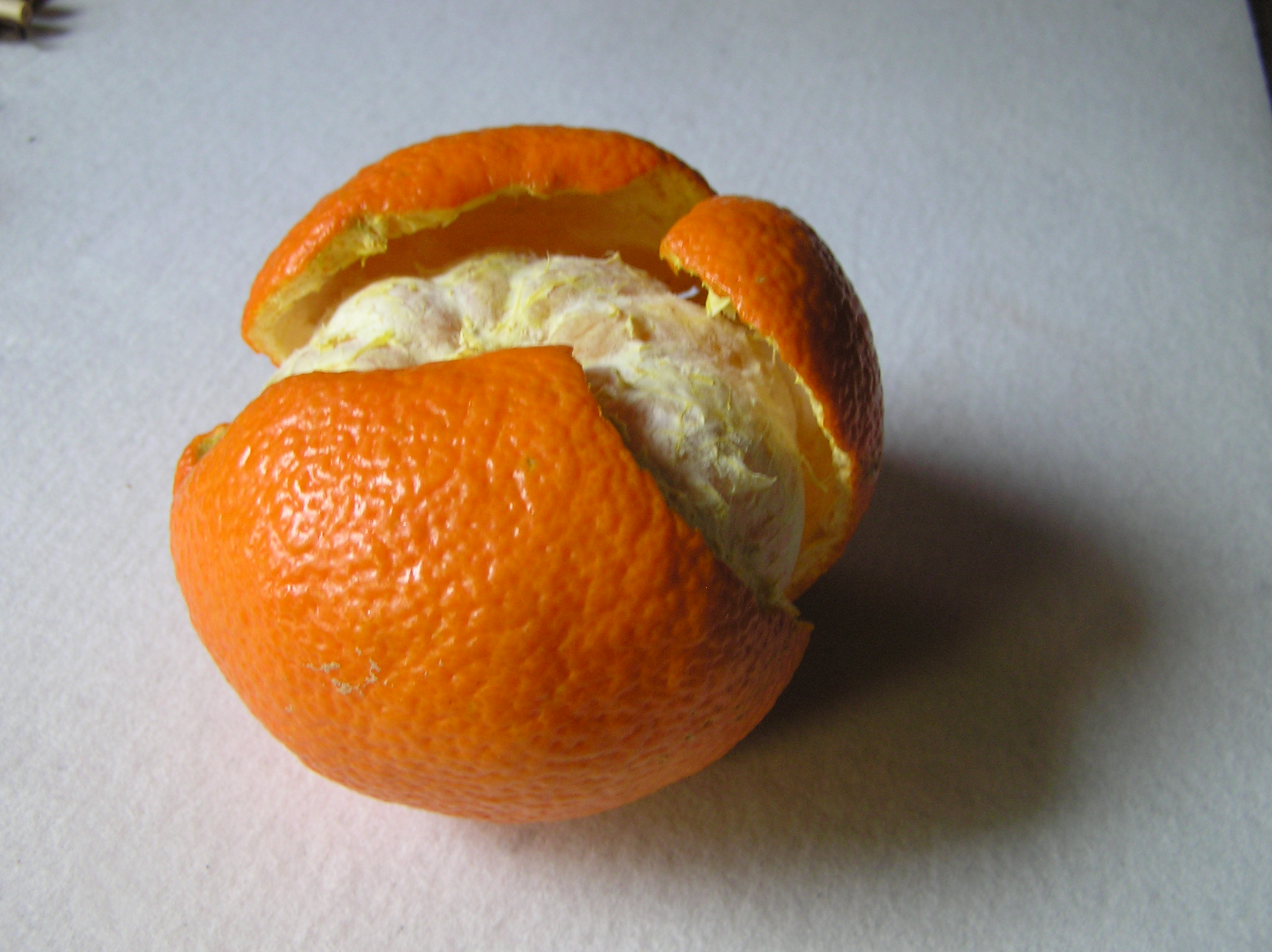 絵手紙シリーズ イヨカン 伊予柑 四季の花図鑑