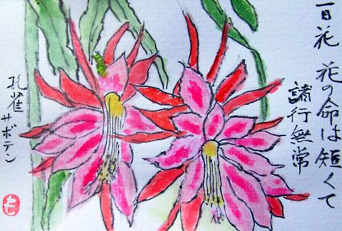 お気に入りの 絵手紙シリーズ 四季の花図鑑 : クジャクサボテン（孔雀仙人掌） 絵画