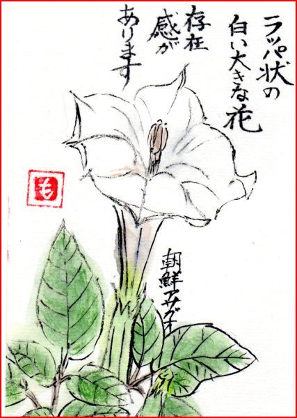 絵手紙シリーズ アメリカ朝鮮朝顔 四季の花図鑑