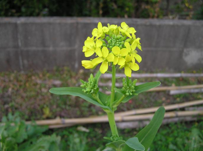 番外編 絵手紙 椿ほか 四季の花図鑑