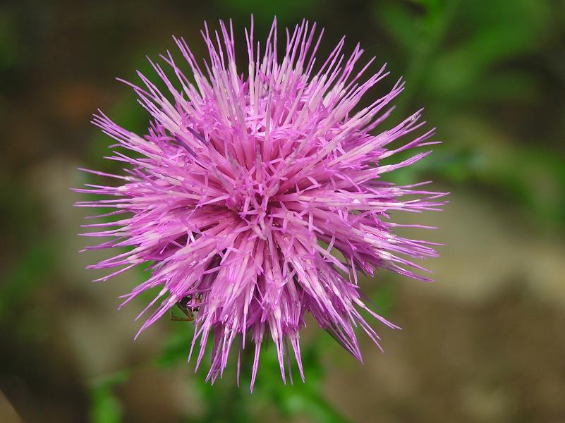 絵手紙シリーズ ノアザミ（薊） : 四季の花図鑑