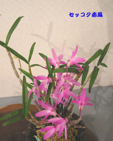 春の訪れ 山野草あれこれ 四季の花図鑑