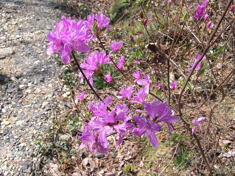 春の花便り 三つ葉つつじ 四季の花図鑑