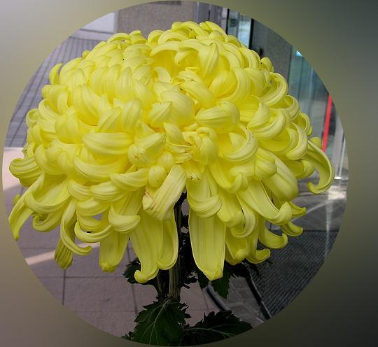 晩秋の花便り 厚物 大輪菊 四季の花図鑑