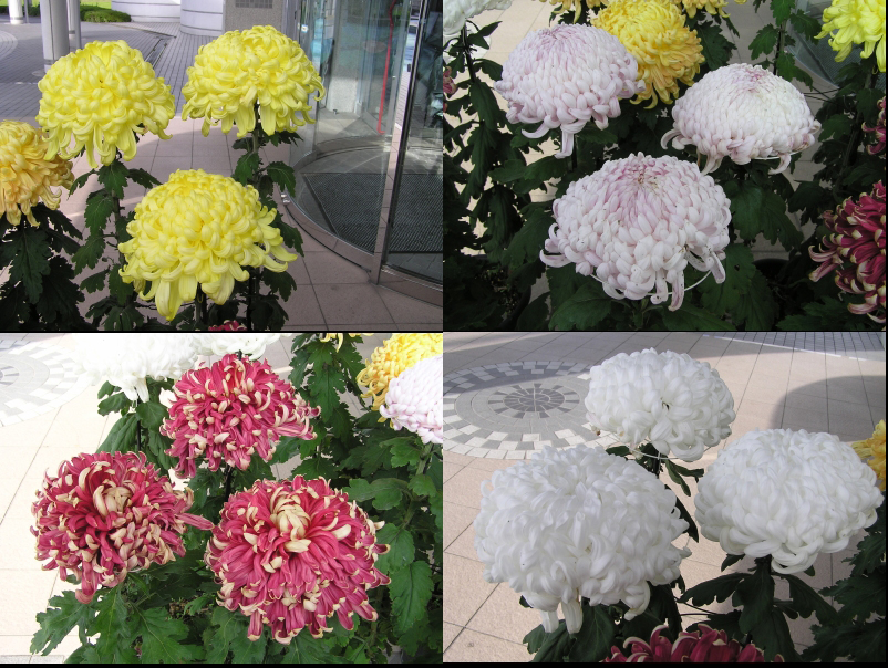 晩秋の花便り 厚物 大輪菊 四季の花図鑑